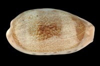 藏品(清齒寶螺)的圖片